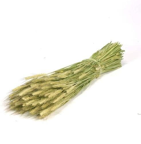 Triticale droogbloemen Naturel Groen per bundel, Huis en Inrichting, Woonaccessoires | Kunstplanten en Kunstbloemen, Nieuw