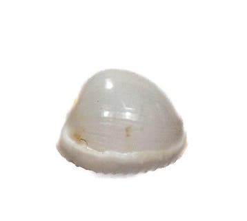Triviella millardi 18mm | Zeldzame Zuid-Afrikaanse rariteit