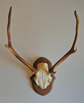 Red Stag Crâne avec bois de cerf - Cervus elaphus - 58 cm -