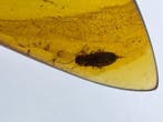 Ambre de Birmanie - Ambre - Natural amber lot (5 pcs) with