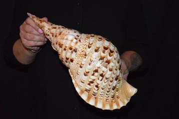 Zeeslak Zeeschelp - S-534 CHARONIA TRITONIS