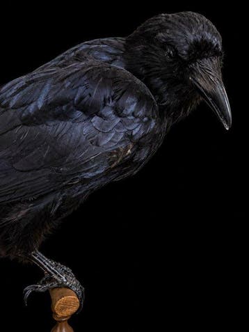 Zwarte kraai Taxidermie volledige montage - Corvus corone -, Nieuw