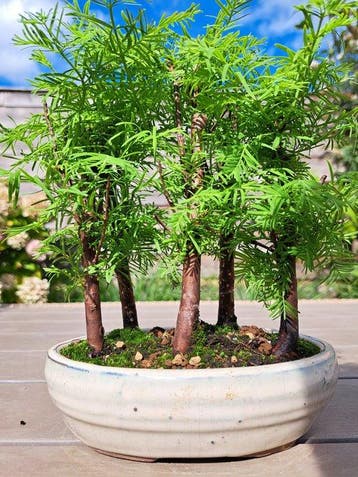 forêt de Métaséquoïa dans un pot de bonsaï - Hauteur (arbre)