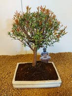 syzygium - Hoogte (boom): 25 cm - Diepte (boom): 17 cm -