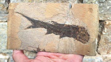 Fossiele straalvinnige vissen - Gefossiliseerd dier -
