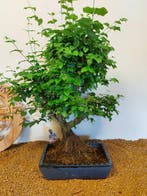 Liguster bonsai (Ligustrum) - Hoogte (boom): 60 cm - Diepte