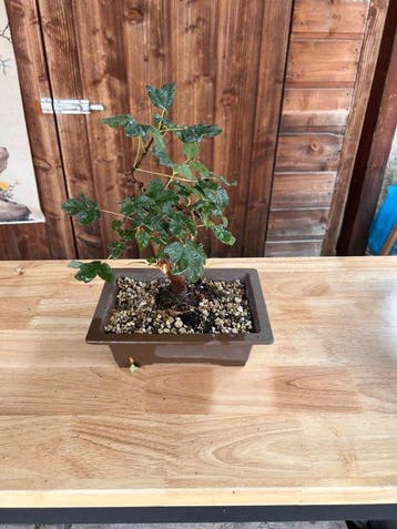 Drietand Esdoorn (Acer Buergerianum) - Hoogte (boom): 40 cm