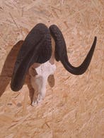 Zwarte gnoe - Taxidermie wandmontage - Connochaetes gnou -, Verzamelen, Dierenverzamelingen, Nieuw