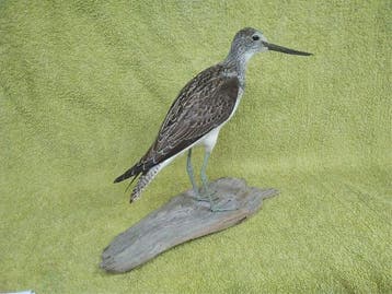 Greenshank Taxidermie volledige montage - Tringa nebularia -