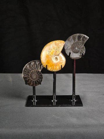 Ammoniet - Gefossiliseerd dier - 3 Ammonite Fossils on