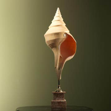 Syrinx aruanus Schelp Taxidermie Opgezette Dieren By Max, Ophalen of Verzenden, Nieuw, Wild dier, Opgezet dier