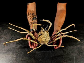 énorme crabe de la Méditerranée Support de corps entier pour