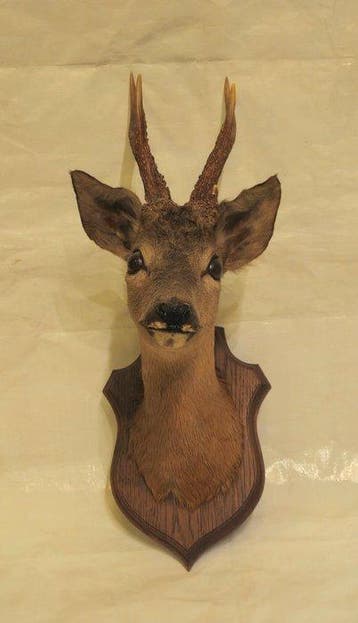 Ree Taxidermie wandmontage - Capreolus capreolus - 55 cm -, Antiek en Kunst