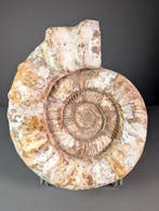 Jurassische Ammoniet - Gefossiliseerde schelp -