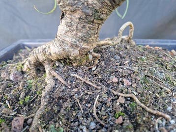 Den bonsai (Pinus) - Hoogte (boom): 43 cm - Diepte (boom):