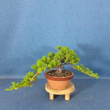 Jeneverbes bonsai (Juniperus) - Hoogte (boom): 14 cm -
