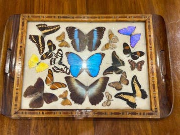 Dienblad - ebbenhouten dienblad Art Deco taxidermiecollectie