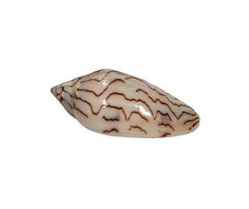 Amoria macandrevi – 50 mm – Perfecte GEM-kwaliteit (Barrow