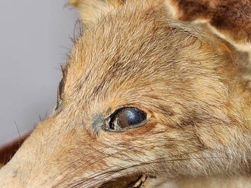 Rode vos Taxidermie volledige montage - Vulpes vulpes - 28, Verzamelen, Nieuw