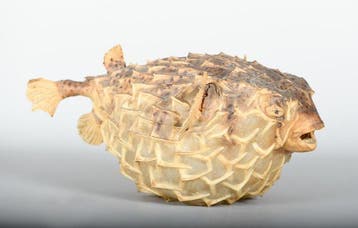 Vis Taxidermie volledige montage - Diodontidae - 17 cm - 38