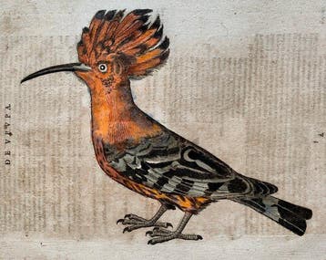 Conrad Gesner - Vogelbuch - 1617