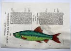 Aldrovandi; Fish: Common Nase (Sneep), Monkey Goby - folio, Antiek en Kunst