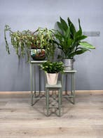 authentieke set plantentafels - Plantentafel - Hout