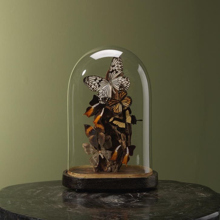 Vlinders in Stolp Taxidermie Opgezette Dieren By Max, Verzamelen, Dierenverzamelingen, Opgezet dier, Nieuw, Insect, Ophalen of Verzenden