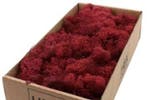 Rendiermos IJslandsmos Finlandsmos Bordeaux 500 gram, Nieuw