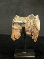 De Sumatraanse neushoorn - Fossiele tand - Dicerorhinus