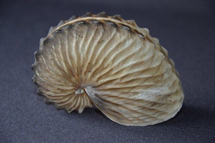 Nautilus Zeeschelp - S-381 ARGONAUTA HIANS (Zonder, Antiquités & Art, Curiosités & Brocante