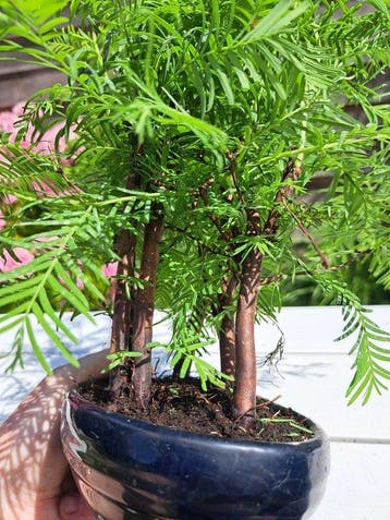 metasequoia bos in bonsaischaal - Hoogte (boom): 30 cm -