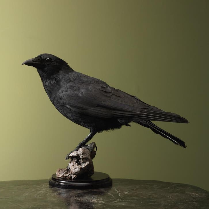 Kraai Taxidermie Opgezette Dieren By Max, Collections, Collections Animaux, Enlèvement ou Envoi