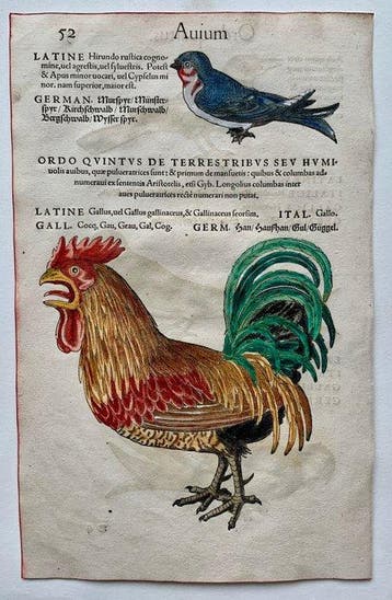 Conrad Gesner - Icones animalium quadrupedum uiuiparorum et