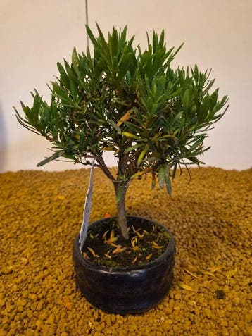 Boeddha-den bonsai (Podocarpus macrophyllus) - Hoogte