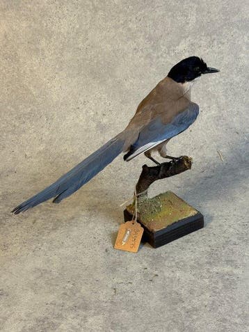 Iberische ekster Taxidermie volledige montage - Cyanopica, Collections