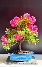 Azalea bonsai (Rhododendron) - Hoogte (boom): 35 cm - Diepte, Antiek en Kunst