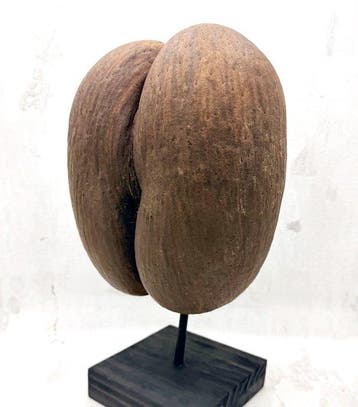 Coco de mer ou Coco fesse Support de corps entier pour
