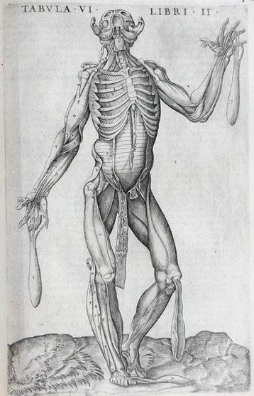 Valverde - La anatomia del corpo umano - 1586