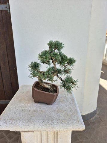 Den bonsai (Pinus) - Hoogte (boom): 27 cm - Diepte (boom):