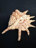 Escargot de mer Coquillage marin - S-182 LAMBIS LAMBIS (Sans