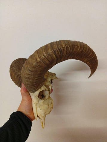 Mouflon Schedel met gewei - Muflone - 30 cm - 30 cm - 30 cm