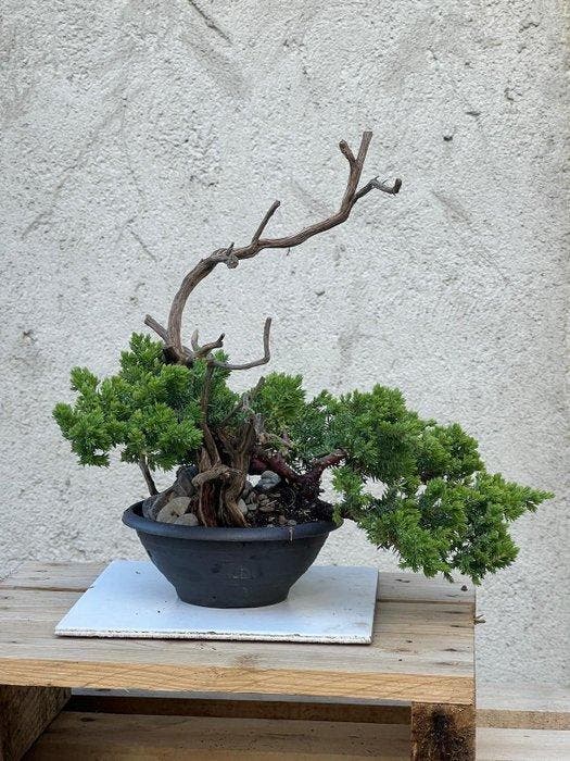 Jeneverbes bonsai (Juniperus) - Hoogte (boom): 30 cm -, Antiek en Kunst, Curiosa en Brocante