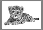 Schu - Cheetah Cub, Antiek en Kunst