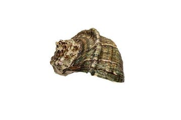 Groene / gemarmerde turbanschelp * Donkere kleur * Geen