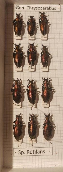 Carabus chrysocarabus Support de corps entier pour