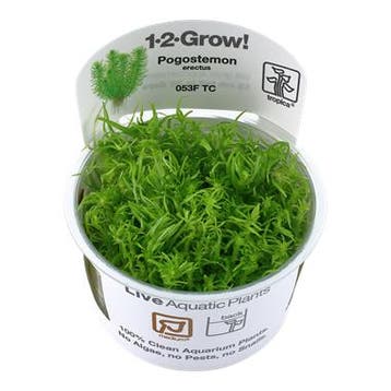 Tropica Pogostemon Decadensis - erectus 1-2-grow! (medium), Verzenden, Nieuw