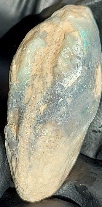 Opaliseerde schelpfossiel - Gefossiliseerde schelp - 2.4 cm, Verzamelen, Mineralen en Fossielen