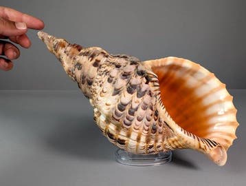 Grote trompettriton schelp Skelet - Charonia tritonis - 16.5, Nieuw