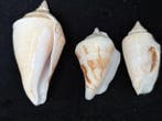 Zeeslak Zeeschelp - S-188 MARGISTROMBUS MARGINATUS/CONOMUREX